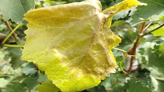 Заморозки на винограднике в сентябре. Что делать? Frost in the vineyard in September. What to do?