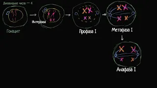 Фазы мейоза I (видео 7)| Деление Клетки | Биология