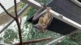 Zoo To You: Get a bird's eye view of the Tropical Forest