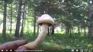 Mushroom picking Mokruha Ryzhikov Oiling Raincoats July 28 Ryzhik Quiet hunting Siberia Taiga forest