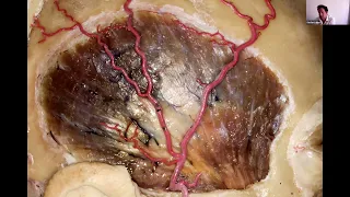 EANS WEBINARS: «The orbito-zygomatic approach»