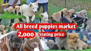 All breed puppies market with phone number and details || Rs 2000 starting price||