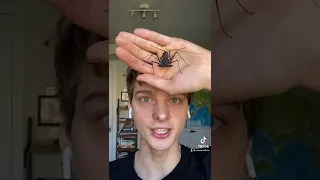 Tailless Whip Scorpion molting