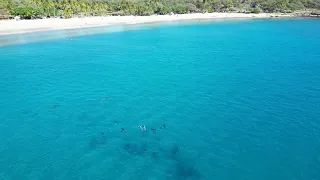 Lanai Island Dolphin Pod