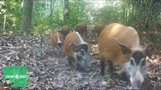 red river hog procession