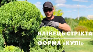 Ялівець Стрікта. Топіарна форма "кулі" | ТОПІАРНИЙ САД