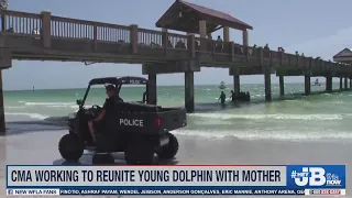 Baby dolphin found under Pier 60 taken to Clearwater Marine Aquarium