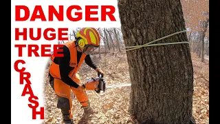 DANGEROUS; HUGE Black Oak tree threatens a home and it's power lines