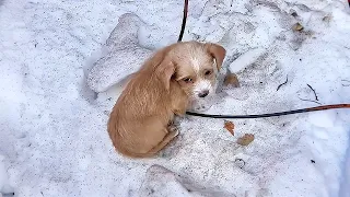 The puppy was abandoned and bullied, unable to walk and only able to lie in the snow shivering