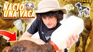 ESTUVE EN EL PARTO DE UNA VACA....TODO ESTO PASÓ | Trabajando en otra granja! @ParquePanaca