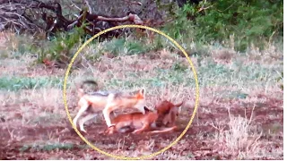 The Fierce Battle for Survival: Jackals Hunting Baby Wildebeest in Kruger National Park