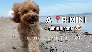 TRAVEL VLOG TO 📍RIMINI with A MALTIPOO DOG 🐶