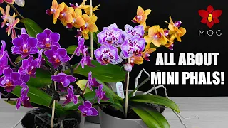 How to Care for Mini Phalaenopsis Orchids - Care Tips for Beginners