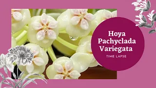 Hoya Pachyclada Variegata in Bloom - Time Lapse