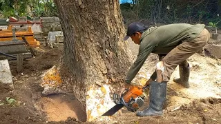 Sangat mencengangkan‼️‼️‼️potong pohon Trembesi di area makam dengan arah roboh berbanding terbalik