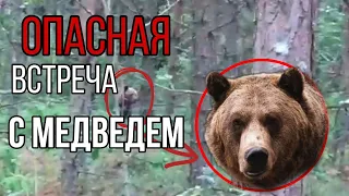 Встреча с медведем. Это страшно и опасно. Meeting with a bear. It's scary and dangerous.