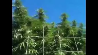 Nice Marijuana Graden In the Emerald Triangle in Norther Californa