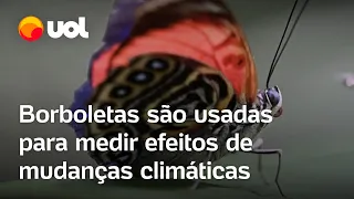 Borboletas são usadas para medir os efeitos das mudanças climáticas na Amazônia equatoriana