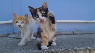 Aww Two Very Cute Little Kittens.