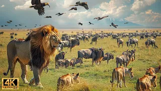 4K African Wildlife: What Happen Next in Nature | Wildlife Secrets - Relaxing Nature In 4K #10