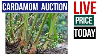 Cardamom auction live price today INDIA 27 MAY 2024 Elaichi wholesale market price