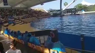 Loro Parque/Tenerife 2018/Orca Show