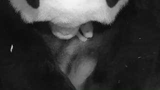 #PandaStory: Giant Panda Cub Day 10 at Smithsonian’s National Zoo