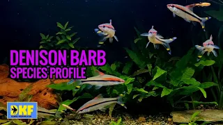 Denison Barb species profile.