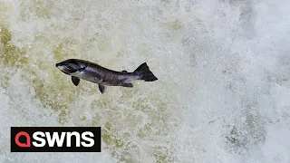 Mesmerising video shows salmon battling upstream | SWNS