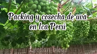 Cosecha y Packing de uva 🍇 en Ica Perú