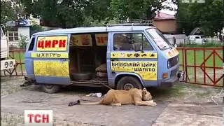 Під Києвом лева посадили на ланцюг у центрі села