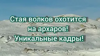 Уникальные кадры охоты стаи волков на архаров. Охота волка 2021