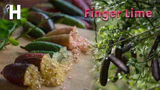 Amazing Finger Lime Cultivation And Harvest – Finger Lime Health Benefits – Caviar Lime | Happy Farm