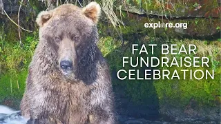 Fat Bear Fundraiser Celebration | Brooks Live Chat