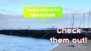 This Hawaiian Monk Seal has an IMPORTANT ANNOUNCEMENT!