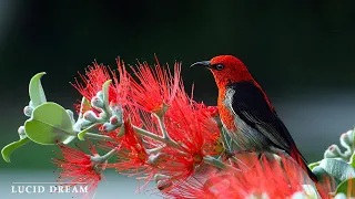 Relaxing music with a stream and birdsong - Beautiful piano music relaxes #2