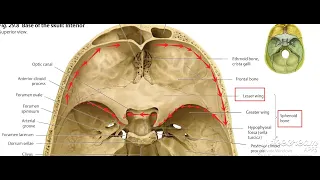 Anterior cranial fossa 1