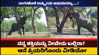 Arjuna elephant||Amazing scenes of Elephant And Relaxing In The Water At Nagarohole National Park ||