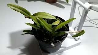 Почвенные клещи в горшках с орхидеями