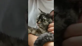 Котів потрібно гладити правильно. Як саме? Розповідаємо у відео 😻