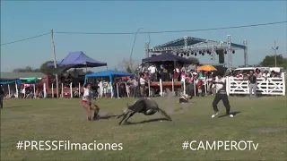 Pialadas de Potros 🐎🤠 Canal Campero Tv #Rodeo #Jaripeo #Rodeio #Pbr #Gineteadas #Pialadas  #Horses