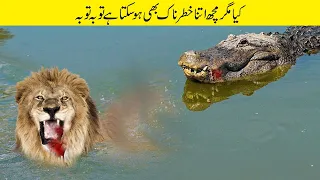 مگرمچھ اور شیر کی خطرناک لڑائی | The Greatest Battle In The Animal Kingdom Lion VS Crocodile