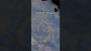 Catching Deadliest Octopus!