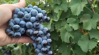 How to grow good grapes (when and with what to spray the vine)