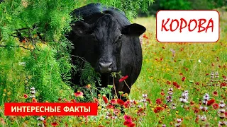 КОРОВА🐄/Копытные/Животные/Интересные факты