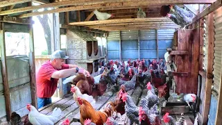 One Fowl Day: Moving the Hens out to Pasture