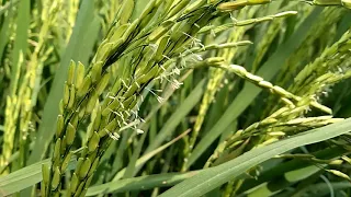 padi berbunga   mekatak   heading phase reproductive paddy