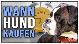 Hund anschaffen - Welcher Zeitpunkt ist der richtige? - Tipps für Anfänger