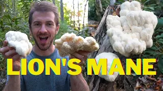 How to Forage Lion's Mane Mushroom. Identify and Cook Stir Fry Recipe. Medicinal Properties Benefits