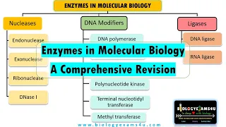 Enzymes in Molecular Biology || A Comprehensive Revision of 12 Enzymes; Working and Applications.